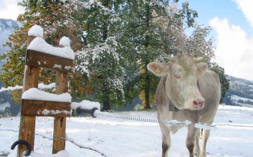 Wintereinbruch
